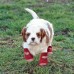 Printed Small Dogs Socks Soft Breathable Cotton Pet Socks Cute and Lovely for Small Dogs and Cats. (Heart, 4)