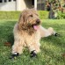 Dog Boots Waterproof Shoes for Large Dogs with Reflective Strips Rugged Anti-Slip Sole Black 4PCS (Size 6: 2.6x3.0(W*L) for 52-65 lbs, Black) Dog Boots Waterproof Shoes for Large Dogs with Reflective Strips Rugged Anti-Slip Sole Black 4PCS (Size 6: 2.6x3.0(W*L) for 52-65 lbs, Black)