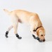 Double Side Anti-Slip Dog Socks with Straps, Soft Comfortable Pet Paw Protectors for Indoor Hardwood Floor Traction Control Double Side Anti-Slip Dog Socks with Straps, Soft Comfortable Pet Paw Protectors for Indoor Hardwood Floor Traction Control